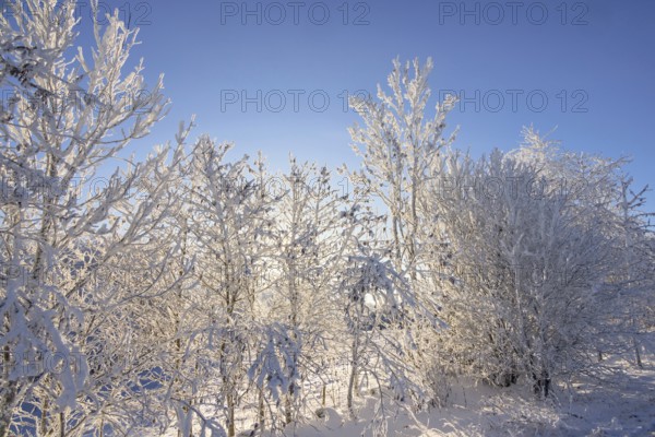 Frosty trees with sunshine shining through the branches on a cold snowy winter day