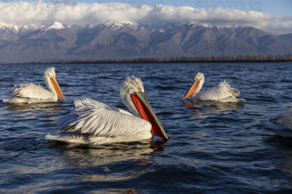 Dalmatian Pelican (Pelecanus crispus), 3 birds, swimming, snow-capped mountains in the background, magnificent plumage, Lake Kerkini, Greece, Europe