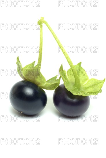 Food, fruit, black Jaltomata, Jaltomata procumbens is a plant species from the genus Jaltomata in the nightshade family