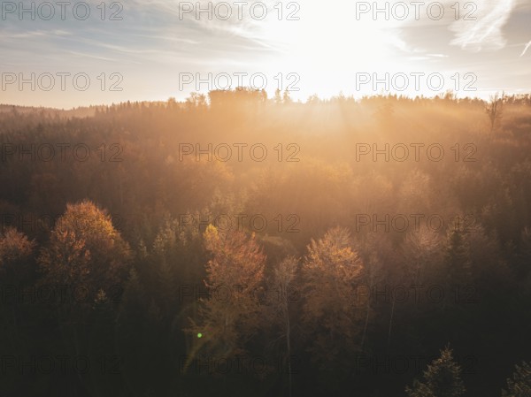 Autumn forest at sunset with golden light and colourful canopy of leaves under a bright sky, Gechingen, Black Forest, Germany, Europe