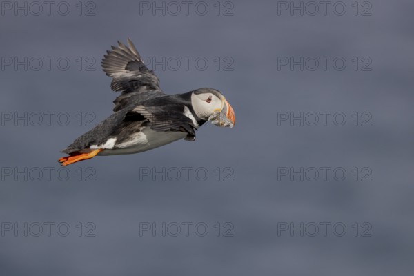 Puffin (Fratercula arctica), flying with fish in its beak, Grimsey Island, Iceland, Europe