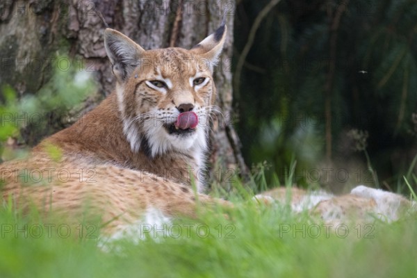 Portrait of a lynx (Lynx lynx), Haltern, North Rhine-Westphalia, Germany, Europe