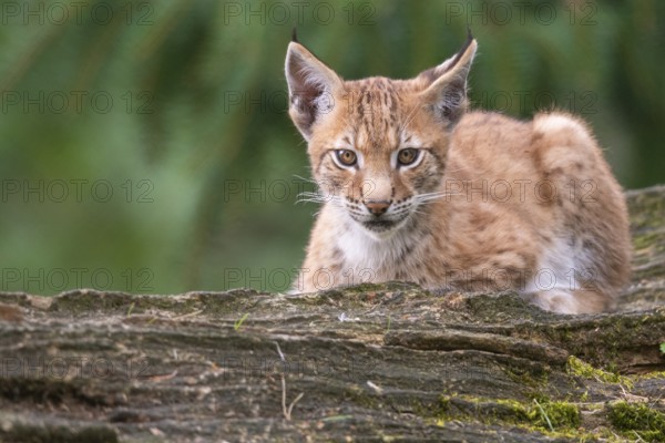 Young lynx (Lynx lynx), Haltern, North Rhine-Westphalia, Germany, Europe