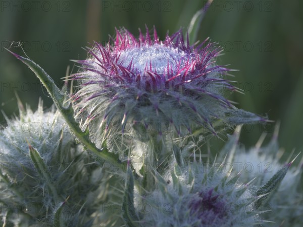 Flowering thistle (Carduus nutans), Lower Rhine, North Rhine-Westphalia, Germany, Europe