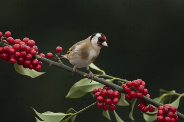 European goldfinch (Carduelis carduelis) adult bird on a Holly tree branch with red berries in winter, England, United Kingdom, Europe