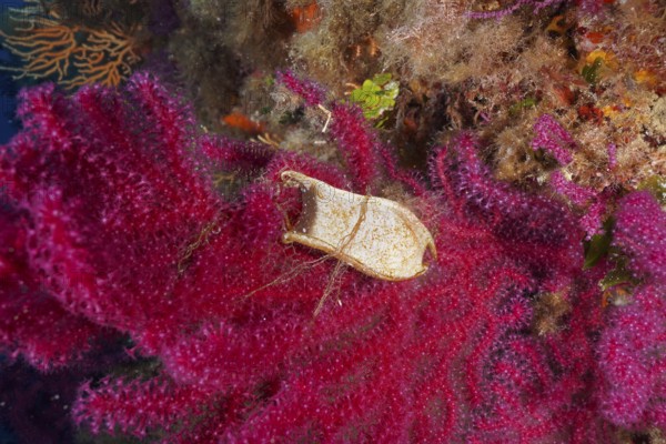 Egg capsule of nursehound (Scyliorhinus stellaris) attached to violescent sea-whip (Paramuricea clavata) with open polyps in the Mediterranean Sea near Hyères. Dive site Giens Peninsula, Côte d'Azur, France, Europe