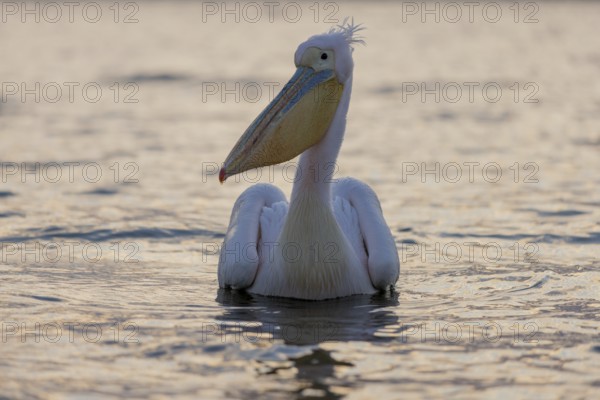 Great white pelican (Pelecanus onocrotalus), swimming, Lake Kerkini, Greece, Europe