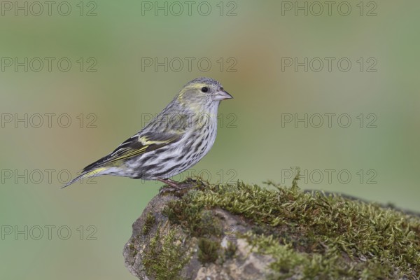 Eurasian siskin (Carduelis spinus), female sitting on moss, mossy ground, Wilnsdorf, North Rhine-Westphalia, Germany, Europe