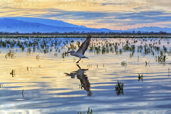 Single Dalmatian Pelican (Pelecanus crispus) flying over Lake Kerkini, Lake Kerkini, morning mood, Central Macedonia, Greece, Europe