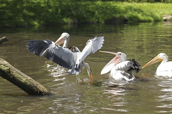 Grey heron (Ardea cinerea) snatching fish from australian pelicans (Pelecanus conspicillatus), Walsrode Bird Park, Lower Saxony, Germany, Europe