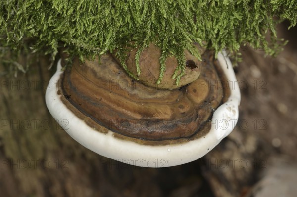 Bulbous lacquered mushroom (Ganoderma adspersum), North Rhine-Westphalia, Germany, Europe