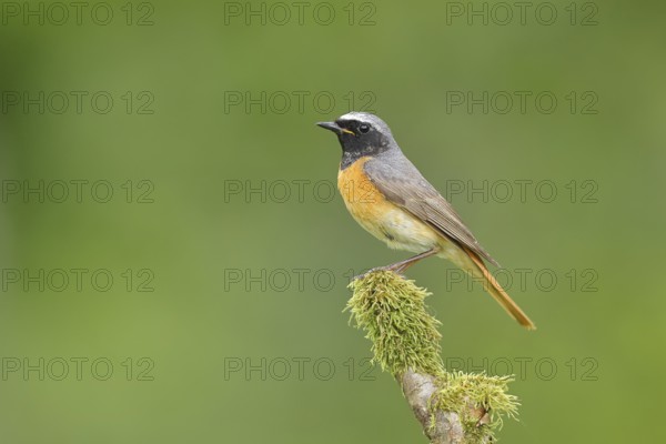 Redstart (Phoenicurus phoenicurus), Bird of the Year 2025, male on mossy branch, songbird, wildlife, Siegerland, North Rhine-Westphalia, Germany, Europe