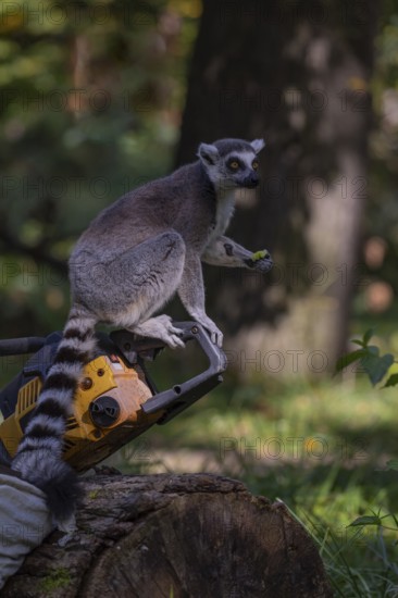 One ring-tailed lemur (Lemur catta) with a chainsaw on a log. A green forest in the background