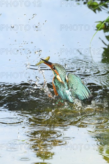 Common kingfisher (Alcedo atthis) flying out of the water after hunting fish, wildife, Catalonia, Spain, Europe