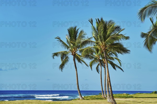 Palm trees at Maili Beach Park, Leeward Coast, Hawaiian Island Oahu, O?ahu, Hawaii, Aloha State, United States, North America