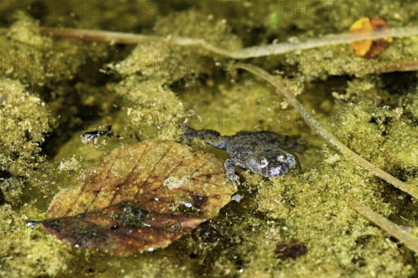 Yellow-bellied toad (Bombina variegata), in pond, Switzerland, Europe