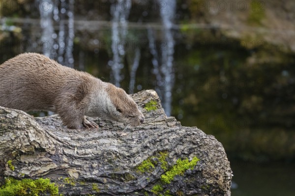 One Eurasian otter (Lutra lutra) resting on a log in front of a little cascade. Shaking his head to get the water out of the fur