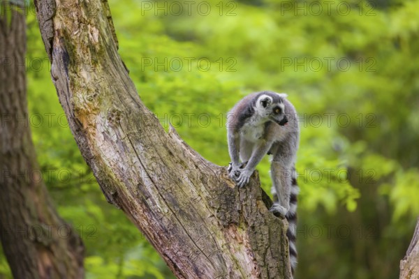 A young ring-tailed lemur (Lemur catta) climbs in a dead tree. Tongue out