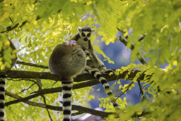 Three ring-tailed lemurs (Lemur catta) sitting in a tree with fresh green leaves