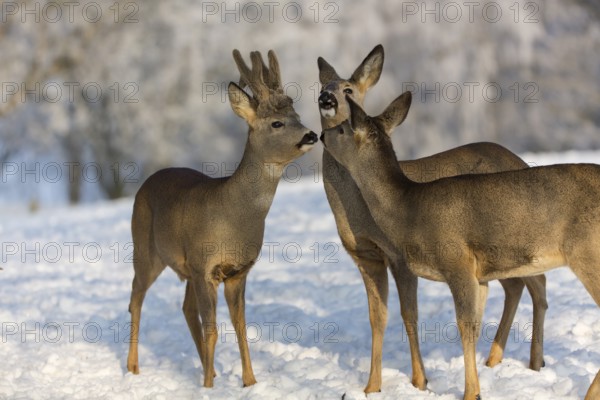 Triumvirat. Two female and one male Roe Deer, (Capreolus capreolus), standing on a snowy meadow, talking. Snow covered trees in the background