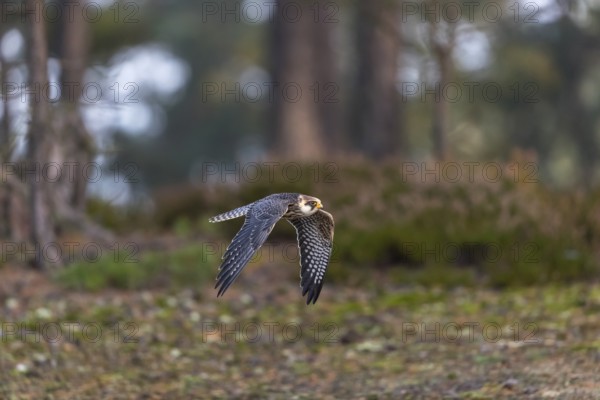 One female red-footed falcon (Falco vespertinus) flying at the edge of a forest. Green vegetation in the background