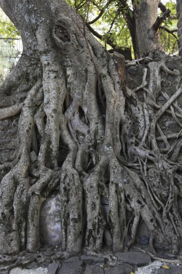 Amhara region, near Gondar, Gonder, aerial roots of the woody figs at the Fasilida's moated castle, Ethiopia, Africa