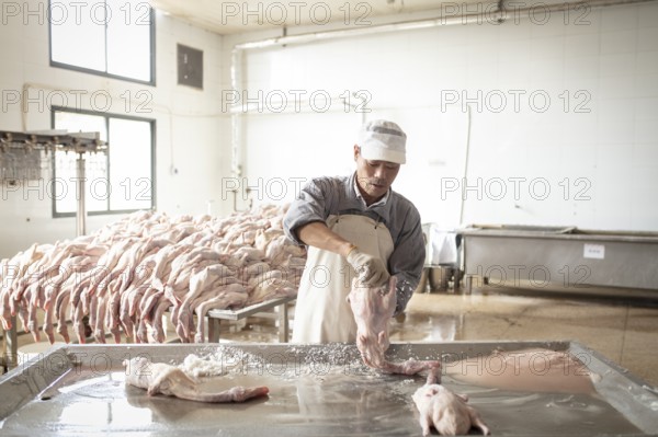 Production of salted ducks in the Nan Jing Ying Tao Yo Co. Ltd. factory, for consumption in restaurants but also for sale as durable products and as souvenirs, the frozen ducks come from the duck farms, are salted, brined, dried and scalded, Nanjing, China, Asia