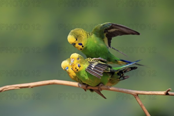 Budgerigar (Melopsittacus undulatus), adult, group, three, male, female, perch, mating, social behaviour, Australia, Oceania