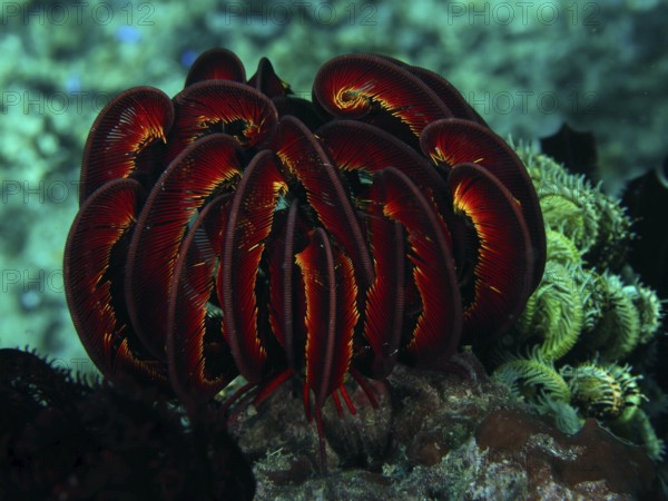 Bennett's hairstar (Anneissia bennetti) in a luminous underwater world, dive site Twin Reef, Penyapangan, Bali, Indonesia, Asia