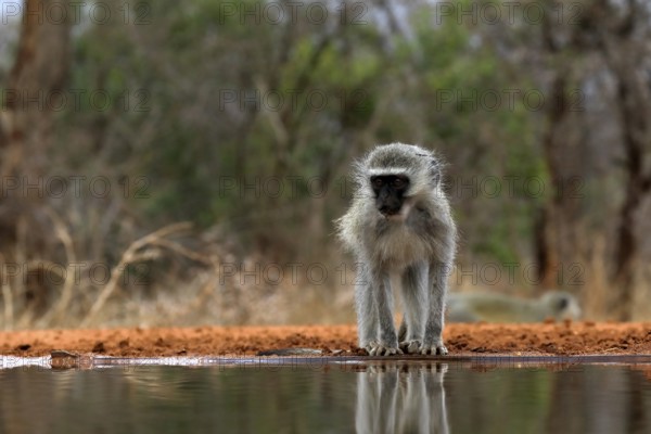 Vervet Monkey (Chlorocebus pygerythrus), adult, drinking, at the water, Kruger National Park, Kruger National Park, Kruger National Park South Africa