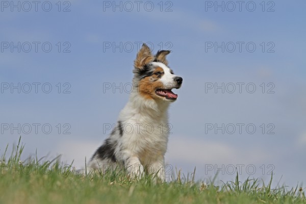 Australian Shepard, 3 months old, playing in meadow, puppy