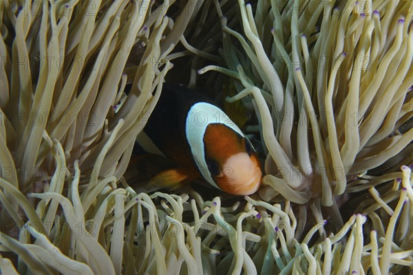 A Clark's anemonefish (Amphiprion clarkii) hiding in a sea anemone under water, dive site SD, Nusa Ceningan, Nusa Penida, Bali, Indonesia, Asia