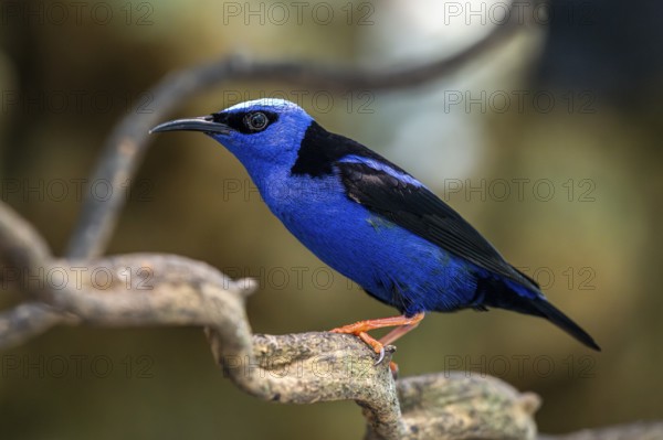 Red legged Honeycreeper (Cyanerpes cyaneus), Aviario Nacional de Colombia, Via Baru, Province of Cartagena, Bolivar, Colombia, South America