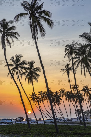 Coconut palms (Cocos nucifera) at sunset on the beach of Salalah, Dhofar Province, Arabian Peninsula, Sultanate of Oman