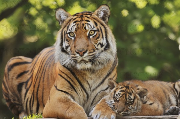 Sumatran tiger (Panthera tigris sumatrae), female with young, captive, occurring in Sumatra, Indonesia, Asia