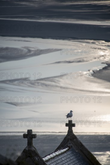 Seagull sitting on a cross at low tide, monastery island Le Mont Saint Michel in the Wadden Sea, Le Mont Saint Michel, Normandy, France, Europe