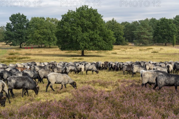 Heidschnucken herd, in the Höpener Heide, Schneverdingen, heather blossom of the broom heather, in the Lüneburg Heath nature reserve, Lower Saxony, Germany, Europe