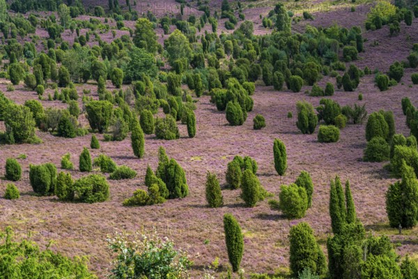 Flowering heath, heather and juniper bushes, in the Totengrund, near the village of Wilsede, in the Lüneburg Heath nature reserve, Lower Saxony, Germany, Europe