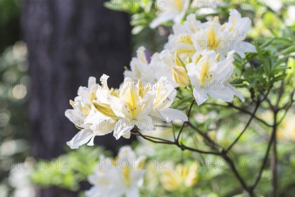 Blooming rhododendron in the botanical garden in spring