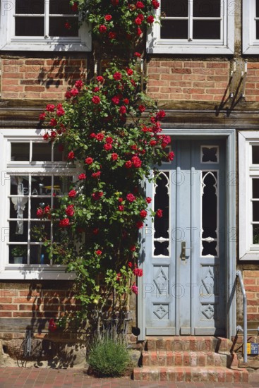 Europe, Germany, Mecklenburg-Western Pomerania, Bützow, half-timbered house with hollyhocks, beautiful entrance door, Bützow, Mecklenburg-Western Pomerania, Germany, Europe