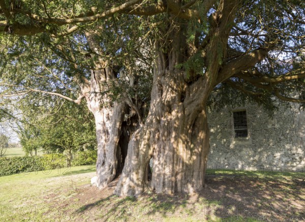 Ancient yew tree dated at 1700 years old All Saints Church, Alton Priors, Wiltshire, England, UK