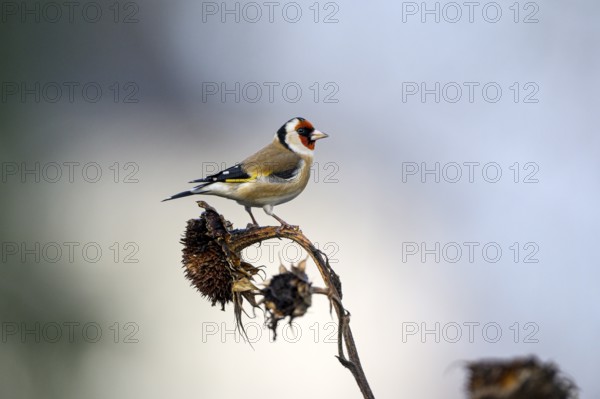 Goldfinch, goldfinch (Carduelis carduelis), adult bird foraging on a sunflower, Oberhausen, Ruhr area, North Rhine-Westphalia, Germany, Europe