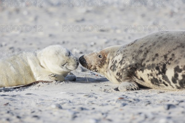 Grey seal baby and mother lying on the beach and sniffing each other, on the island of Düne near Heligoland, Germany, Europe