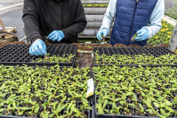 Horticultural business, greenhouse, young plants are potted, the potting soil is filled into the flower pots with a potting machine, employees place the young plants, balcony plants, ornamental plants, into the pots, they are then placed in beds to grow there, Straelen, North Rhine-Westphalia, Germany, Europe