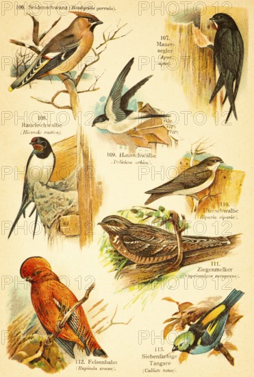 Bohemian waxwing (Bombycilla garrulus), common swift (Apus apus), Barn Swallow (Hirundo rustica), House Martin or Town Swallow (Delichon urbica), Sand Martin (Riparia riparia), Nightjar (Caprimulgus europaeus), Rock Partridge (Rupicola crocea), Seven-coloured Tanager (Calliste tatao) or (Thraupidae) Birds of the World, historical illustration 1890