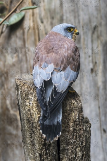 Lesser kestrel (Falco naumanni) male, small falcon native to the Mediterranean and Central Asia