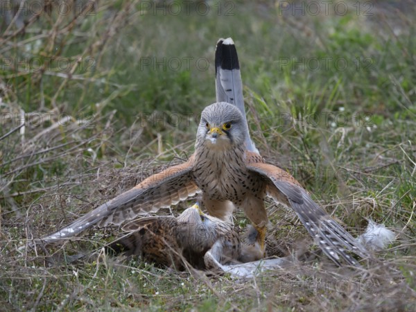 Two common kestrels (Falco tinnunculus) fighting on the ground