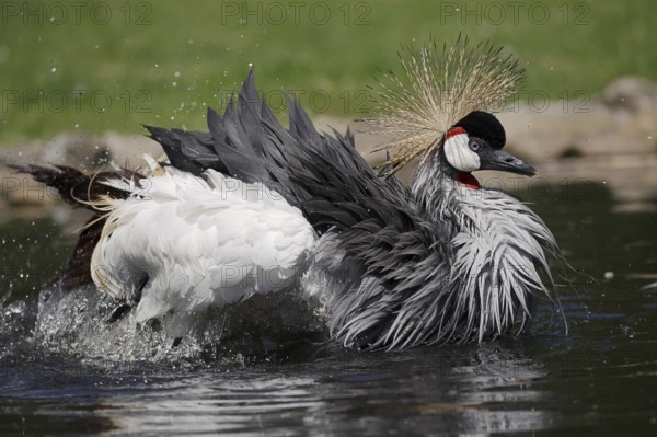 Gray crowned-crane (Balearica regulorum) bathing in water, captive, occurrence in Africa