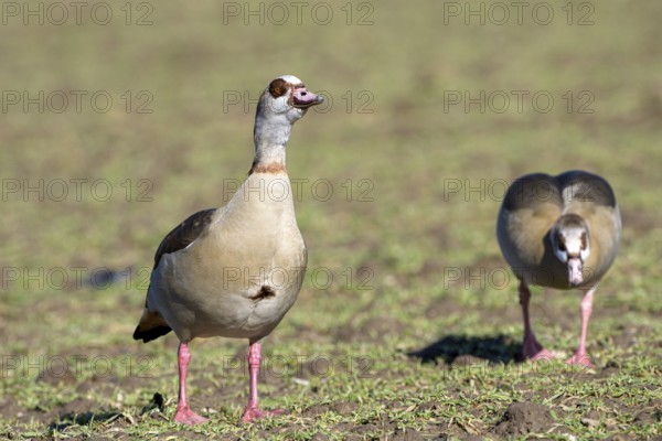 Egyptian goose (Alopochen aegyptiaca), two adult birds, pair, Wesel, Lower Rhine, North Rhine-Westphalia, Germany, Europe