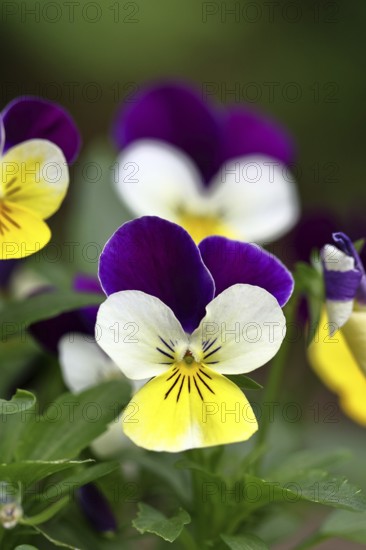 Horned violet (Viola cornuta hybrid), pansy, plants, flowers, violet family, Wilnsdorf, North Rhine-Westphalia, Germany, Europe